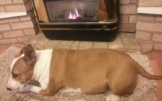 A brown and white dog is lying on a beige rug in front of a lit gas fireplace with a brick surround. The dog appears relaxed and is facing left, with its head lowered near its paws. The setting looks cosy and warm.