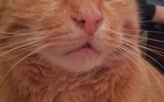 Close-up of a ginger tabby cat with green eyes looking slightly upward. Its facial fur appears soft and fluffy, and there are small, dark freckles on its nose. A black-and-white patterned blanket is visible in the foreground.