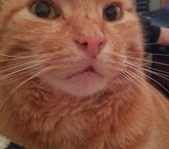 Close-up of a ginger tabby cat with green eyes looking slightly upward. Its facial fur appears soft and fluffy, and there are small, dark freckles on its nose. A black-and-white patterned blanket is visible in the foreground.