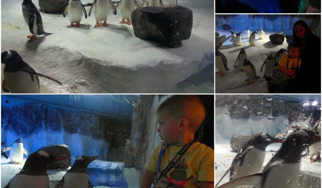 A collage shows penguins in an icy enclosure, a child watching them through glass, and two adults with a child near the exhibit. The images capture penguins standing on snow, swimming, and interacting, with people observing from outside the enclosure.