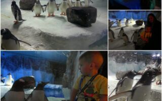 A collage shows penguins in an icy enclosure, a child watching them through glass, and two adults with a child near the exhibit. The images capture penguins standing on snow, swimming, and interacting, with people observing from outside the enclosure.