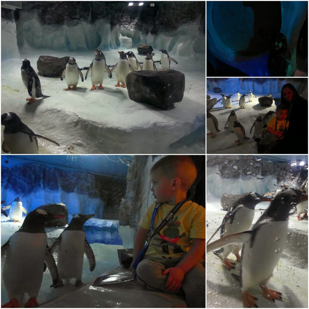 A collage shows penguins in an icy indoor exhibit, a young child sitting close to the glass watching them, a woman standing nearby, and a blue-lit underwater view. The atmosphere is chilly and interactive, with penguins and people observing one another.