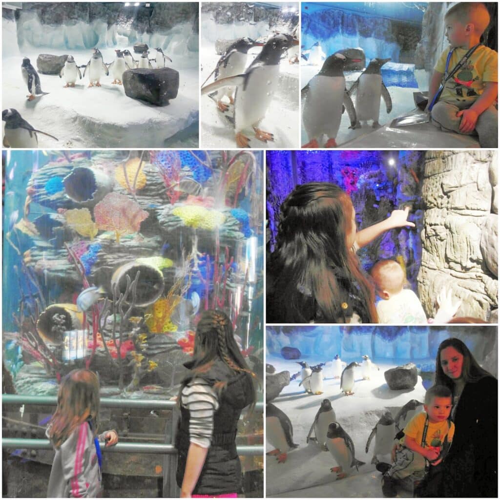 A collage shows children and adults at an aquarium: penguins on ice, visitors observing penguins and colourful fish tanks, a child and adult pointing at animals, and families experiencing marine life exhibits together, all in a brightly lit indoor setting.