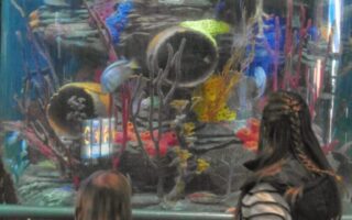 Two girls stand in front of a large aquarium tank, looking at colourful coral and sea life inside. The tank contains bright yellow, pink, blue, and orange coral formations, with branches and tubes, all set against clear glass.