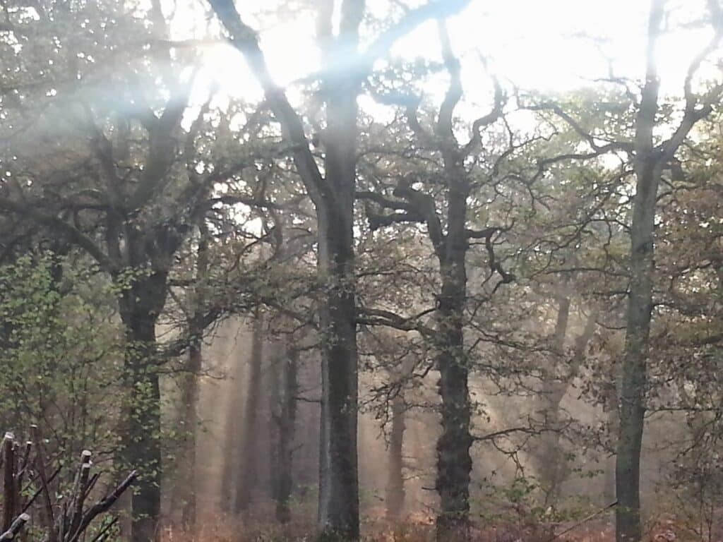 Sunlight streams through tall, leafless trees in a misty forest. The beams of light filter between the branches, illuminating the fog and undergrowth, creating a tranquil and ethereal woodland scene. Some trees have sparse leaves and green shrubs are in the foreground.