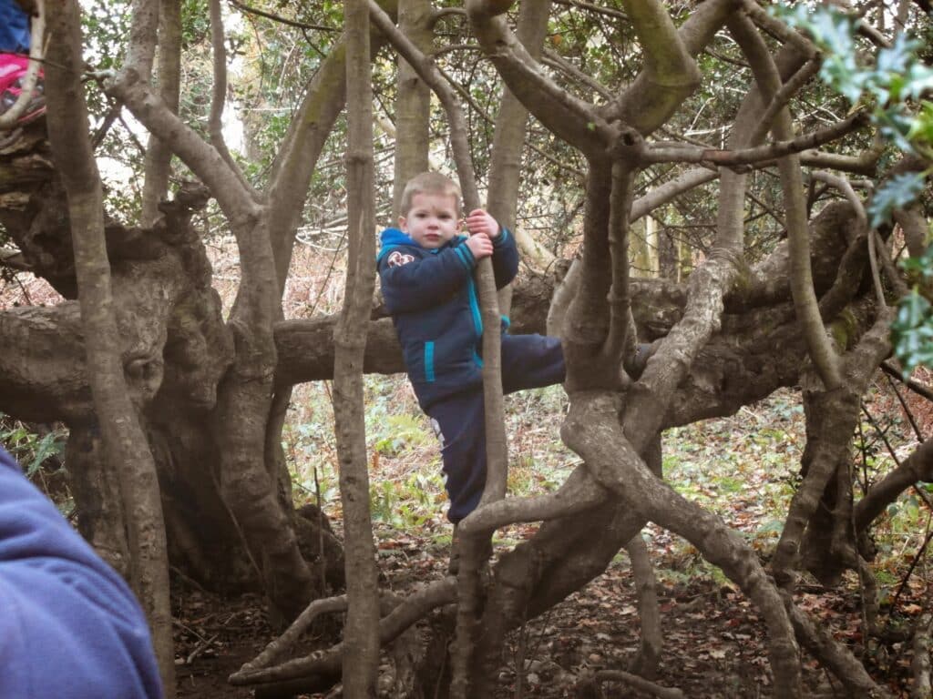 A young child in a blue jacket and trousers climbs among thick, twisted tree branches in a wooded area. The child grips a branch and looks towards the camera. Fallen leaves cover the ground, and greenery fills the background.