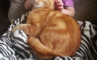 A smiling toddler wearing dark sunglasses sits on a sofa, cuddling a content ginger tabby cat curled up on a zebra-print blanket. The child wears a pink shirt and relaxes against a brown cushion, holding the cat gently under its chin.