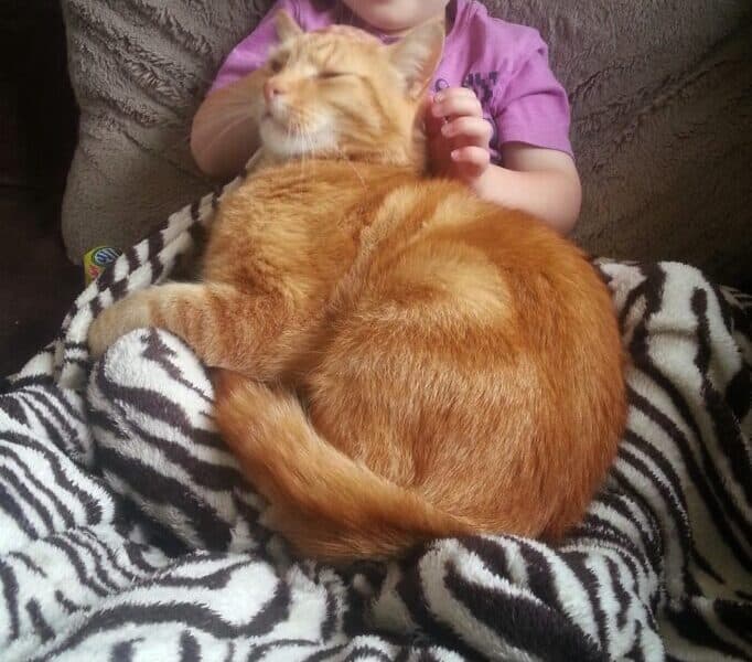 A smiling toddler wearing dark sunglasses sits on a sofa, cuddling a content ginger tabby cat curled up on a zebra-print blanket. The child wears a pink shirt and relaxes against a brown cushion, holding the cat gently under its chin.