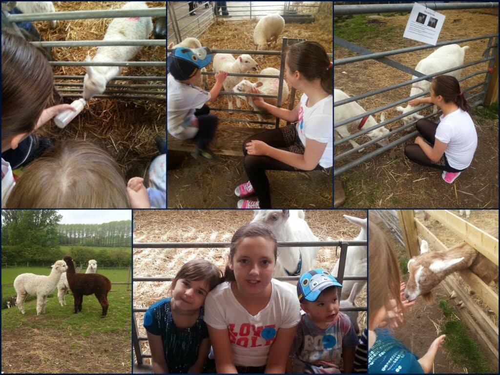 A collage shows children feeding and petting goats and sheep on a farm, sitting on hay, and interacting with animals behind fences. One image shows three kids posing in front of alpacas in a field; another shows a child feeding a llama through a fence.
