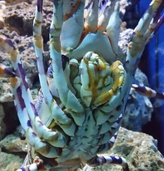 A close-up view of the underside of a spiny lobster against a background of rocks and blue water. The lobster's segmented legs and antennae are visible, with intricate yellow, white, and purple patterns on its body and legs.