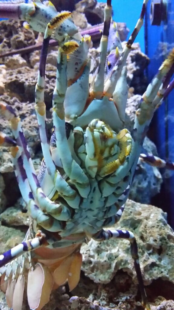 Close-up view of a spiny lobster’s underside in an aquarium; its segmented legs and antennae stretch outward, revealing detailed textures and intricate patterns on its pale, speckled exoskeleton. Rocky aquarium decor is visible in the background.