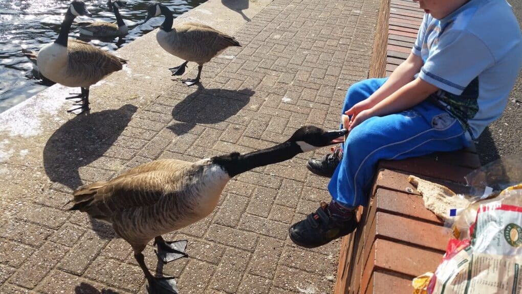 A child sits on a brick ledge by the water, wearing a blue outfit, feeding bread to a Canada goose. Several other geese stand nearby on the pavement, and a plastic bread bag is visible beside the child in bright sunlight.