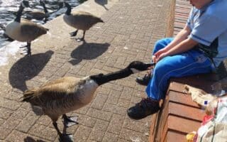 A child sits on a brick ledge by the water, wearing a blue outfit, feeding bread to a Canada goose. Several other geese stand nearby on the pavement, and a plastic bread bag is visible beside the child in bright sunlight.