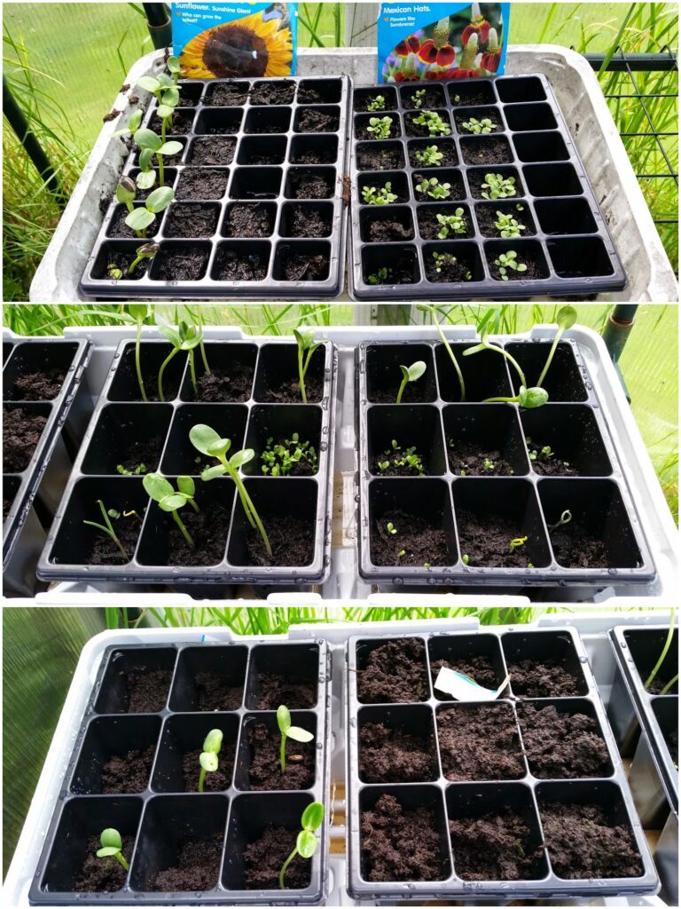 Three photos show black seed trays with seedlings at different growth stages. The top tray has many small sprouts, the middle shows taller seedlings with bigger leaves, and the bottom has fewer, larger seedlings, all in soil-filled cells inside a glasshouse.
