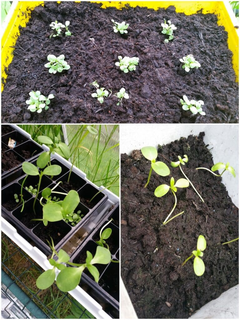 A collage of seedlings growing in containers: top shows rows of small green seedlings in a yellow-trimmed box; bottom left shows larger seedlings in a black tray with cells; bottom right displays several seedlings with broad leaves in a white container, all in dark compost.