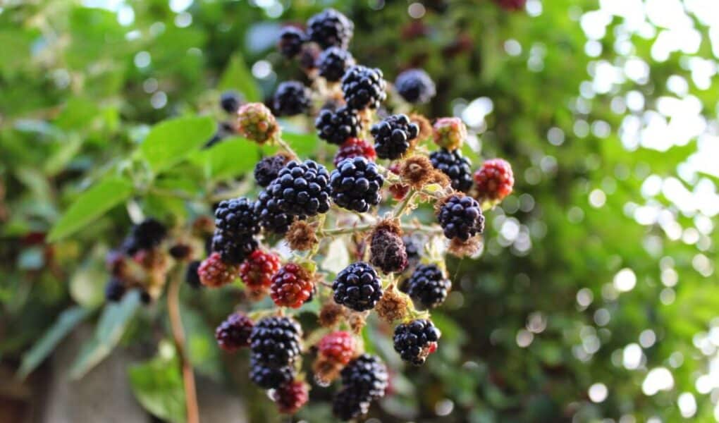 A close-up of a cluster of blackberries growing on a branch. Some berries are ripe and deep purple-black, while others are still red. The background is blurred greenery, highlighting the berries in the foreground. Sunlight filters through the leaves.