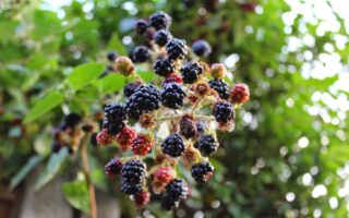 A close-up of a cluster of blackberries growing on a branch. Some berries are ripe and deep purple-black, while others are still red. The background is blurred greenery, highlighting the berries in the foreground. Sunlight filters through the leaves.