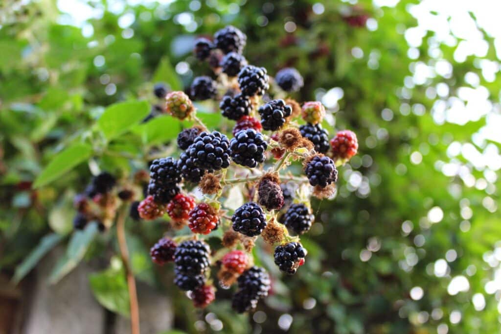 A close-up of a blackberry bush shows clusters of ripe blackberries alongside unripe red berries. The background is lush and green, softly blurred to emphasise the berries in the foreground. Sunlight filters through the leaves.