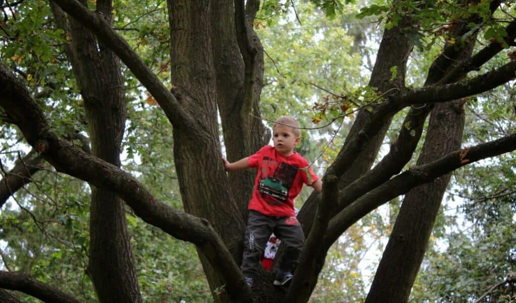 A young boy wearing a red shirt and dark trousers is sitting on a large tree branch, surrounded by multiple thick branches and green leaves. He looks off to the side, holding onto the tree for balance. The background is filled with greenery.