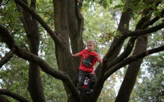 A young boy wearing a red shirt and dark trousers is sitting on a large tree branch, surrounded by multiple thick branches and green leaves. He looks off to the side, holding onto the tree for balance. The background is filled with greenery.