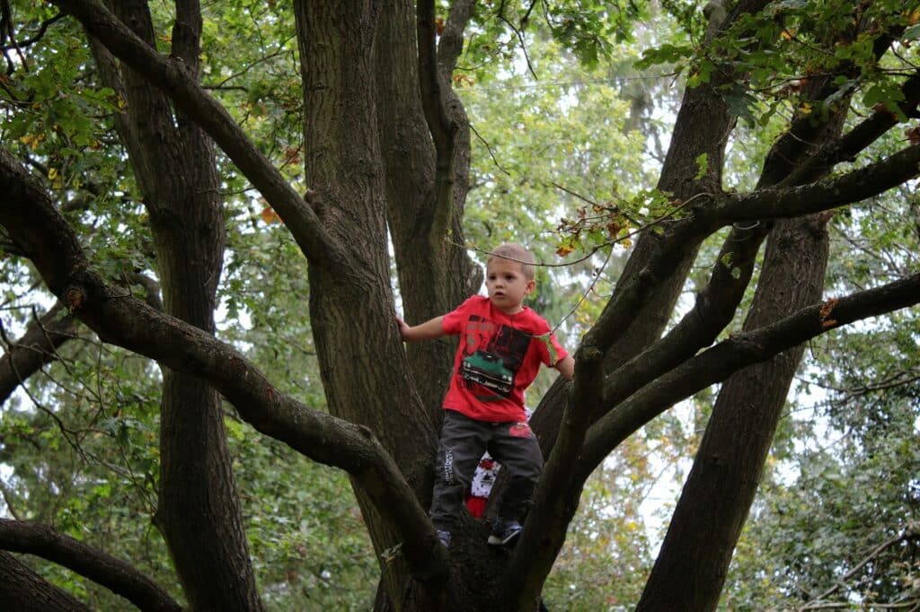 A young boy in a red T-shirt and dark trousers is climbing among thick tree branches. He looks to the side with a focused expression. The surrounding trees have green leaves, suggesting it’s summer or early autumn.
