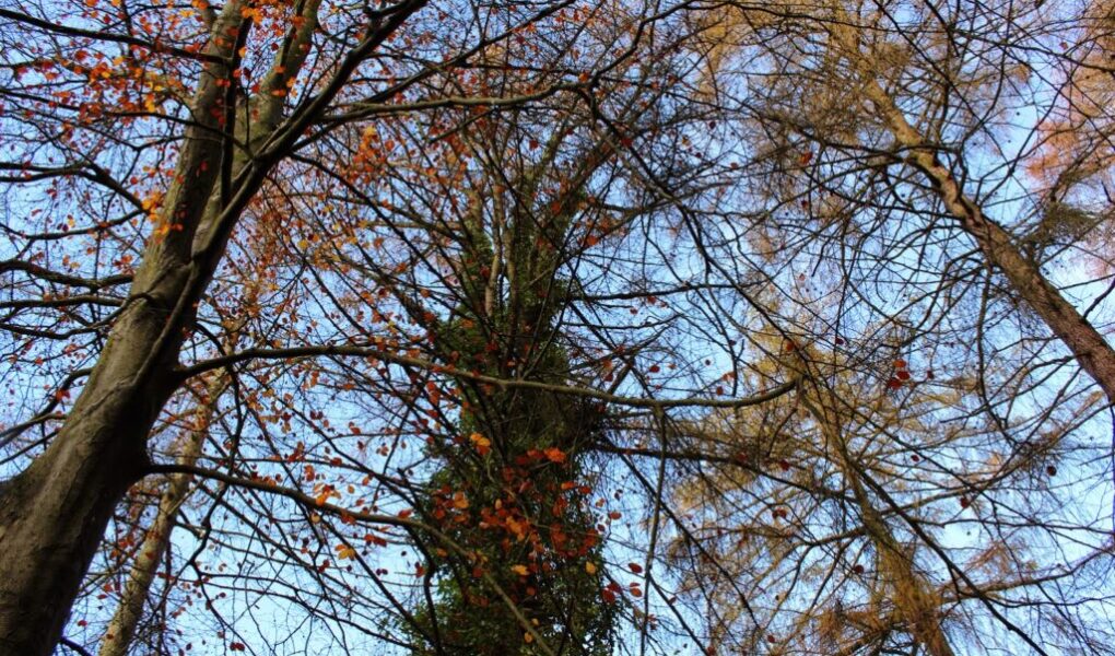 Tall trees with mostly bare branches and a few lingering orange leaves stand against a bright blue sky. Some tree trunks are covered in green ivy, and the remaining leaves are scattered sparsely throughout the branches, suggesting late autumn.