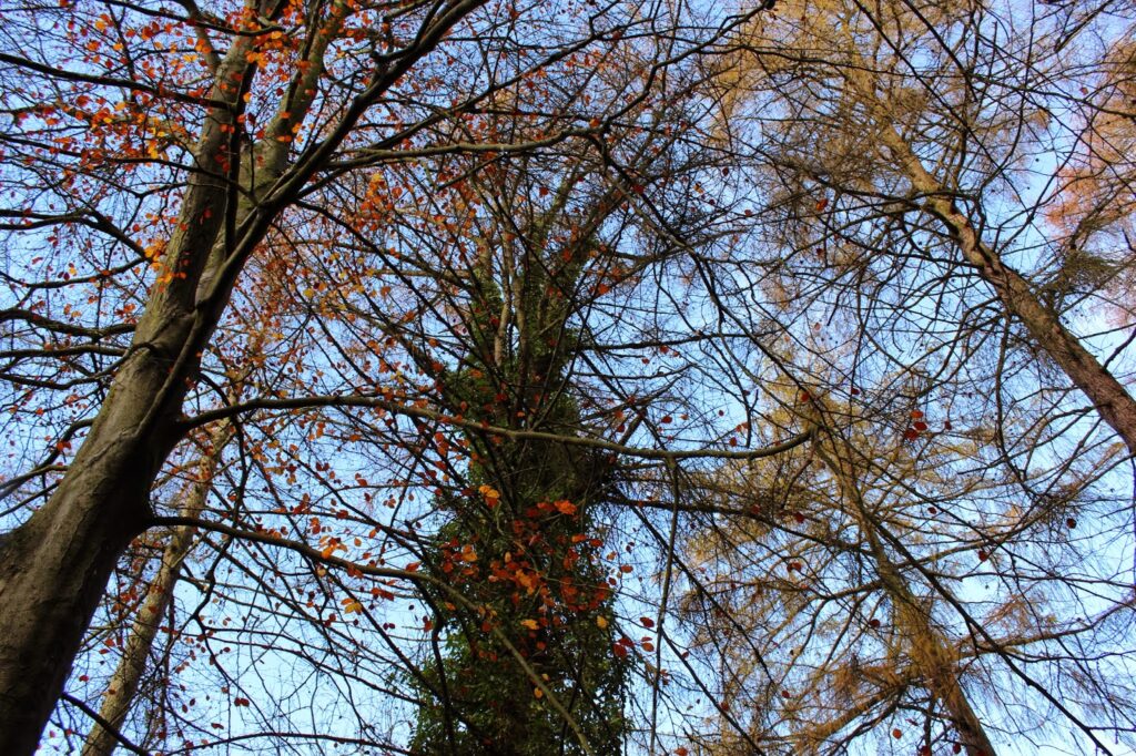 Tall trees with thin, bare branches reach towards a clear blue sky. A few trees have small clusters of orange and brown leaves. One central tree trunk is covered in green ivy, adding a splash of colour among the mostly leafless branches.