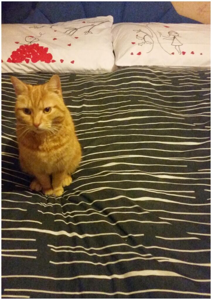 An orange tabby cat sits on a bed with a dark grey and white striped blanket. Behind the cat, two white pillows feature stick figure drawings and small red hearts. The cat looks directly at the camera.