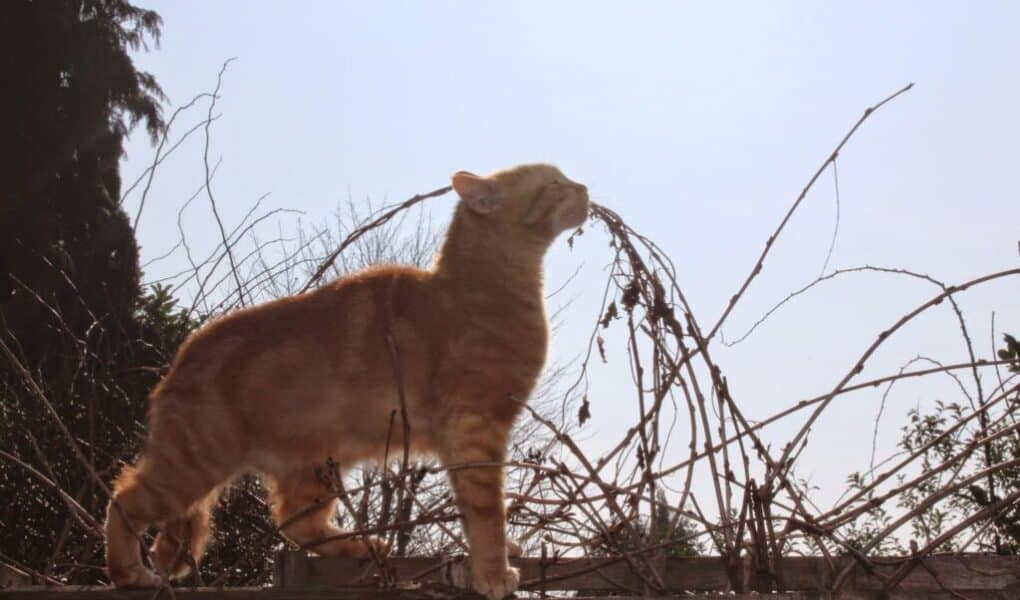 An orange tabby cat stands on a wooden fence, stretching and sniffing the air. Bare, tangled branches surround the cat, and the sky is clear and bright, suggesting a sunny day. Trees and greenery are visible in the background.