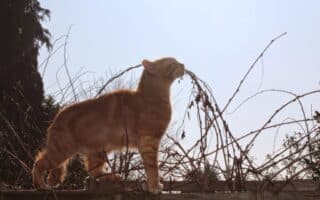 An orange tabby cat stands on a wooden fence, stretching and sniffing the air. Bare, tangled branches surround the cat, and the sky is clear and bright, suggesting a sunny day. Trees and greenery are visible in the background.