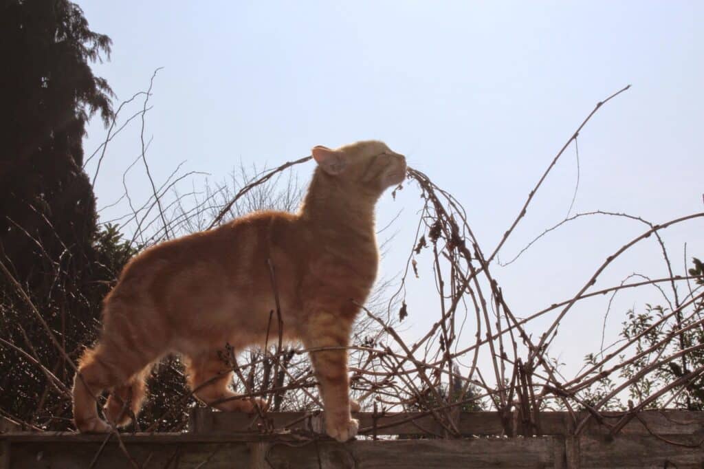 A ginger cat stands on a wooden fence, stretching its body and nuzzling against dry, leafless vines in bright sunlight. The background shows bare branches, a clear blue sky, and some bushy trees. The scene suggests a calm, sunny day outdoors.