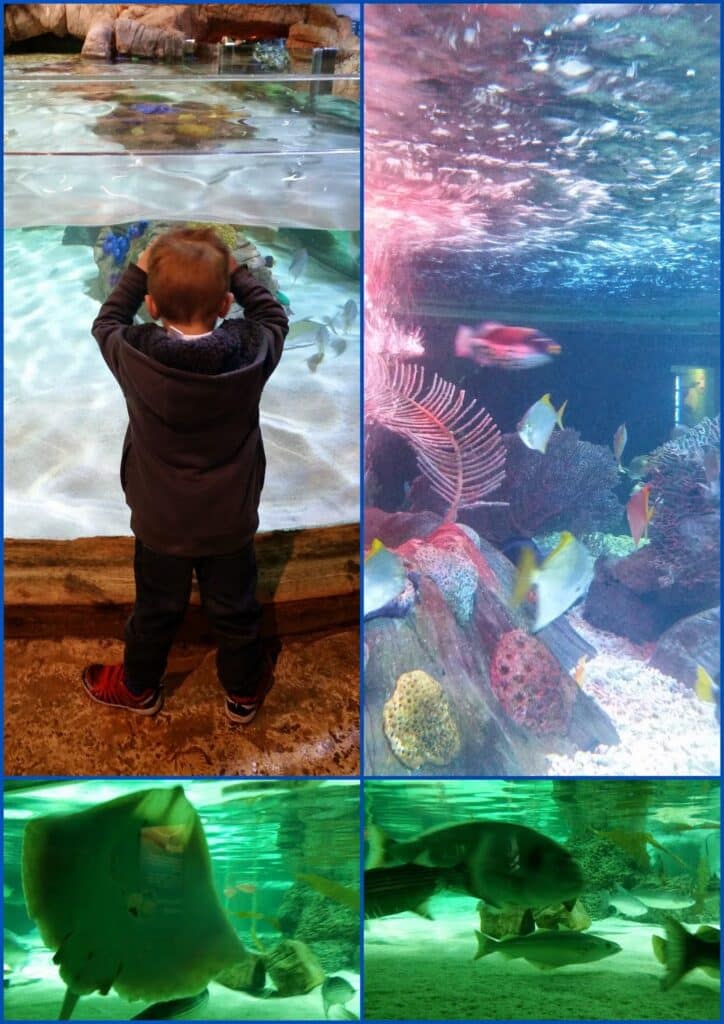 A collage of four aquarium images: top left, a child stands at a tank, reaching into the water; top right, colourful fish swim above coral; bottom left and right, close-up views of rays gliding underwater, surrounded by sandy floors and rocks.