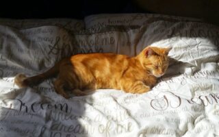 A ginger cat lies stretched out on a bed in a patch of sunlight, eyes half-closed. The bedspread is white with cursive, brownish-grey writing. Shadows fall across the rest of the bed, highlighting the cat in the bright sunlight.