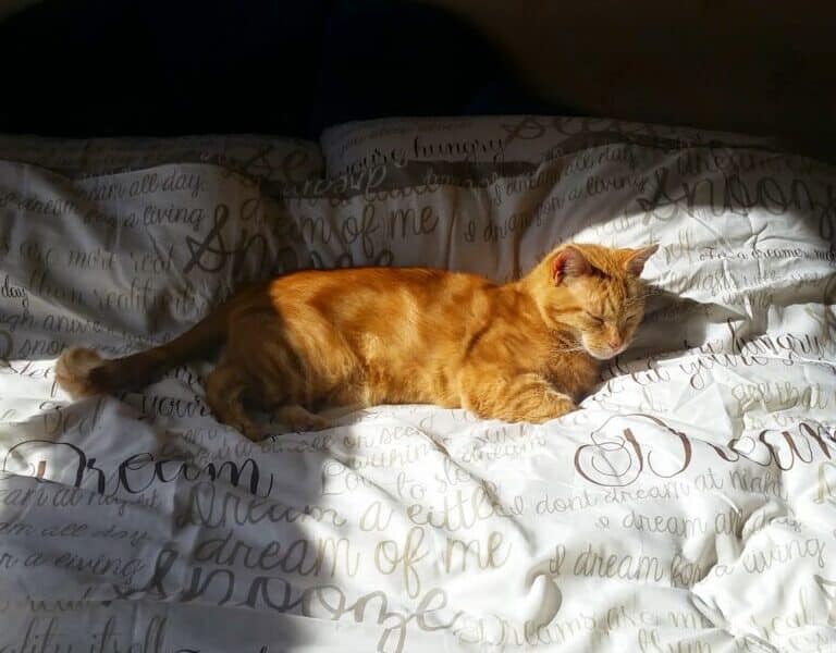 A ginger cat lies stretched out on a bed in a patch of sunlight, eyes half-closed. The bedspread is white with cursive, brownish-grey writing. Shadows fall across the rest of the bed, highlighting the cat in the bright sunlight.