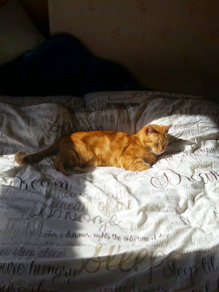 A ginger cat lies stretched out on a white bedspread with cursive writing, basking in a bright patch of sunlight. The surrounding bed and background are in shadow, making the cat and sunlit area stand out clearly.