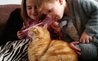 Two children sit close together on a sofa, looking at a book. One child wears a grey outfit, and the other wears pink. An orange tabby cat lies on a zebra-print blanket in front of them, and both children seem engaged and content.