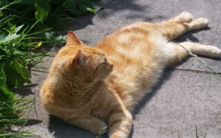 A ginger cat with light stripes lies stretched out on a sunlit concrete path, surrounded by tall grass and green plants. The cat is looking to the left, enjoying the warm sunlight on its fur.