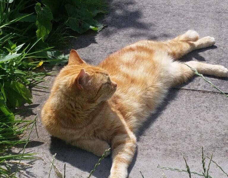A ginger cat with light stripes lies stretched out on a sunlit concrete path, surrounded by tall grass and green plants. The cat is looking to the left, enjoying the warm sunlight on its fur.