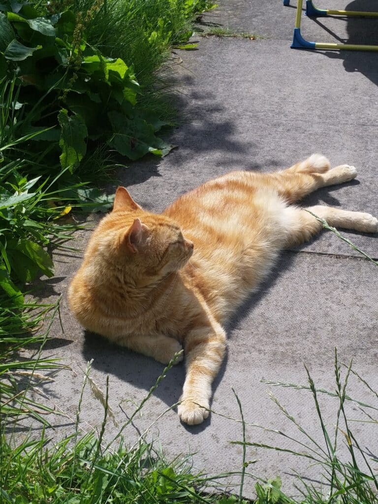 A ginger tabby cat lies stretched out on a sunlit concrete path, surrounded by green grass and leafy plants. The cat faces left, its head slightly turned, enjoying the warmth and relaxing in the shade of a garden.