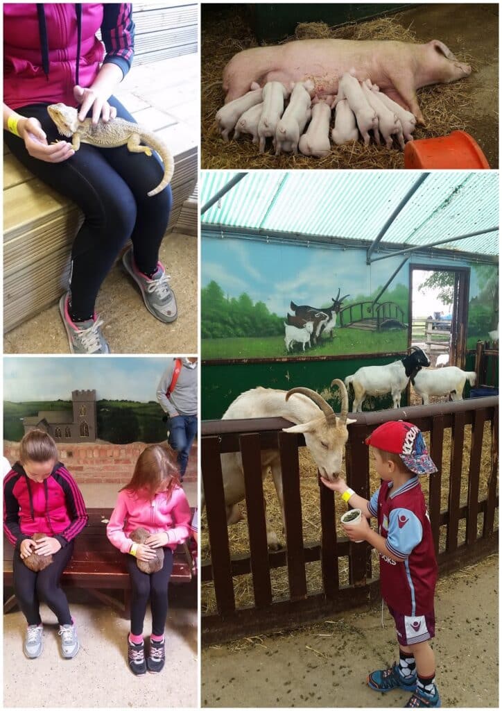 A collage shows children at a farm: a child holds a lizard, a sow nurses piglets, two girls sit holding chicks, goats are in a pen, and a young boy in sports clothes bottle-feeds a goat in a barn with painted countryside murals.