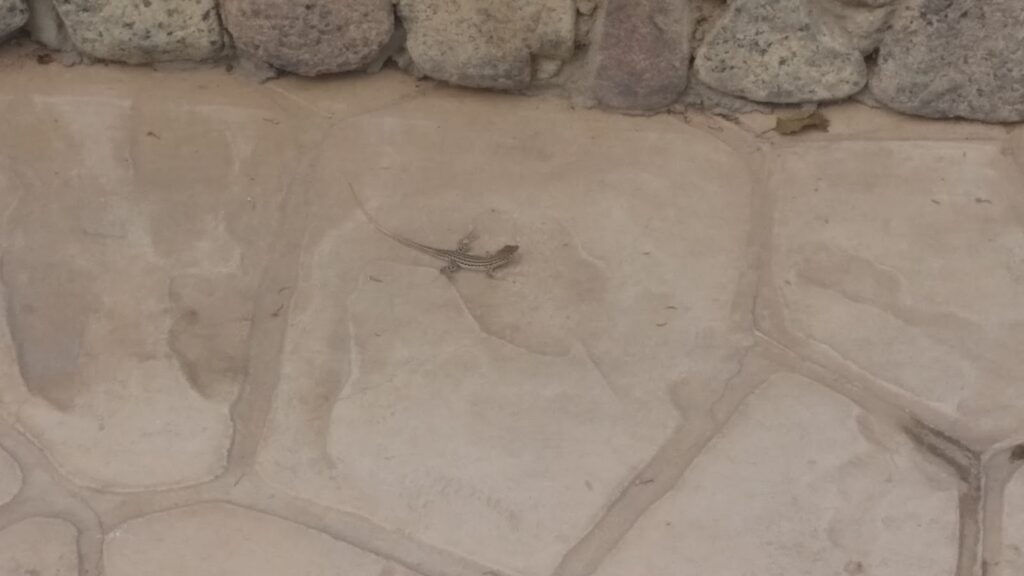 A small lizard with a long tail and stripes runs across light tan stone paving. The paving has irregular shapes and is bordered at the top by a row of rough, earth-toned stones forming a low wall.