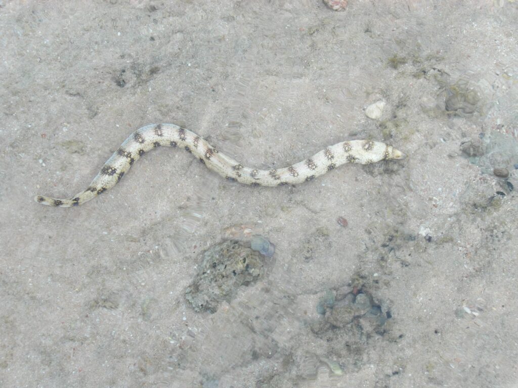 A snake-like sea creature with a light body and dark, irregular spots slithers in shallow, clear water over a sandy and rocky seabed. The water's surface creates a faint, wavy distortion effect above the animal and the ground below.
