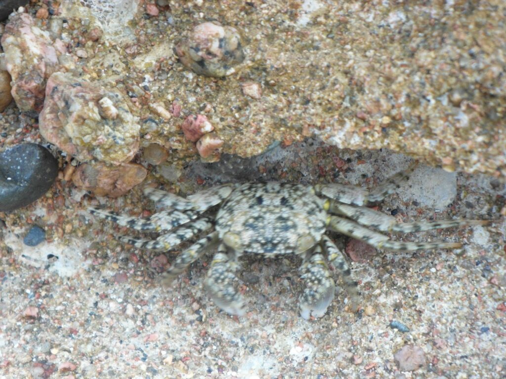 A camouflaged crab with speckled, greyish-brown colouring blends into the rocky, sandy surface near a stone. Its legs and body have a mottled pattern, making it difficult to distinguish from the surrounding rocks and pebbles.