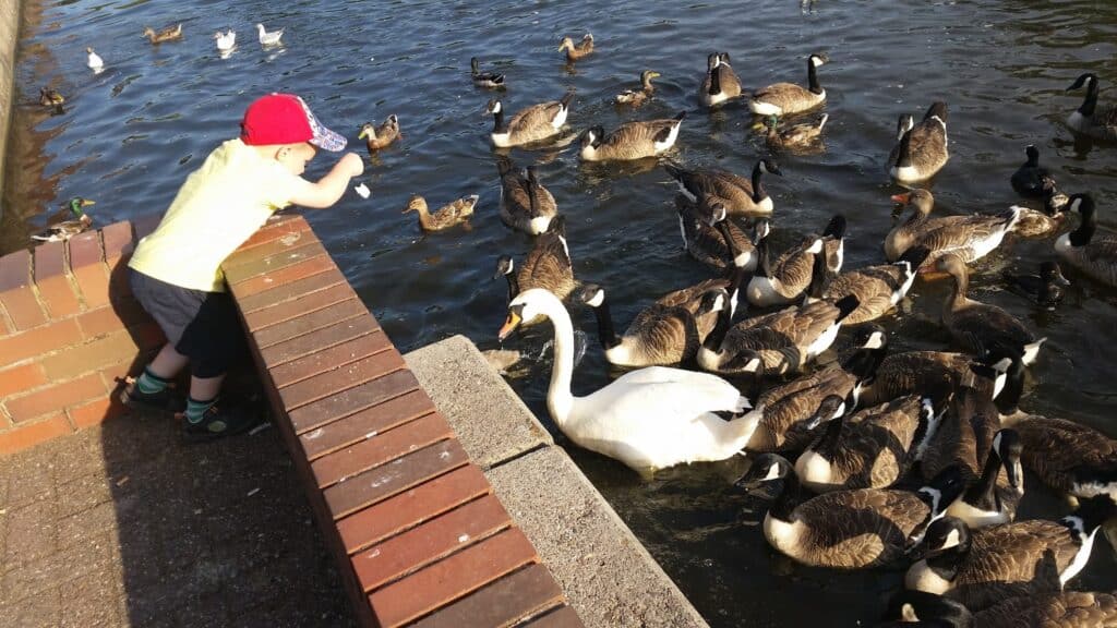 A young child in a red cap and yellow shirt leans over a brick wall by a pond, feeding a large group of ducks, Canada geese, and a swan gathered at the water’s edge on a sunny day. Shadows and sunlight highlight the lively outdoor scene.