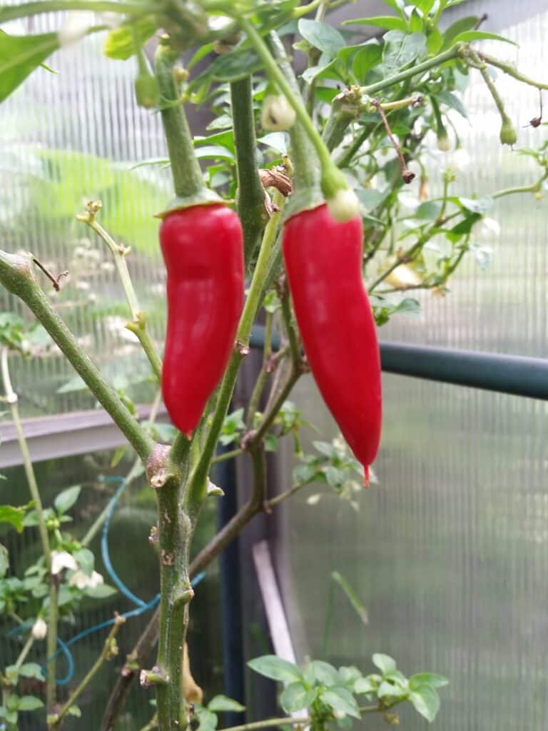 Two bright red chilli peppers hang from a green plant stem inside a greenhouse. The background shows leafy green foliage and blurred glass panes, allowing filtered natural light to softly illuminate the peppers and plant.