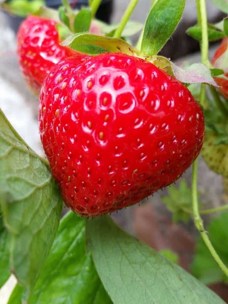 A close-up of a ripe, bright red strawberry hanging on the plant, surrounded by green leaves. The strawberry's pips are clearly visible, and its surface appears glossy and fresh. In the background, another strawberry and more foliage are slightly blurred.
