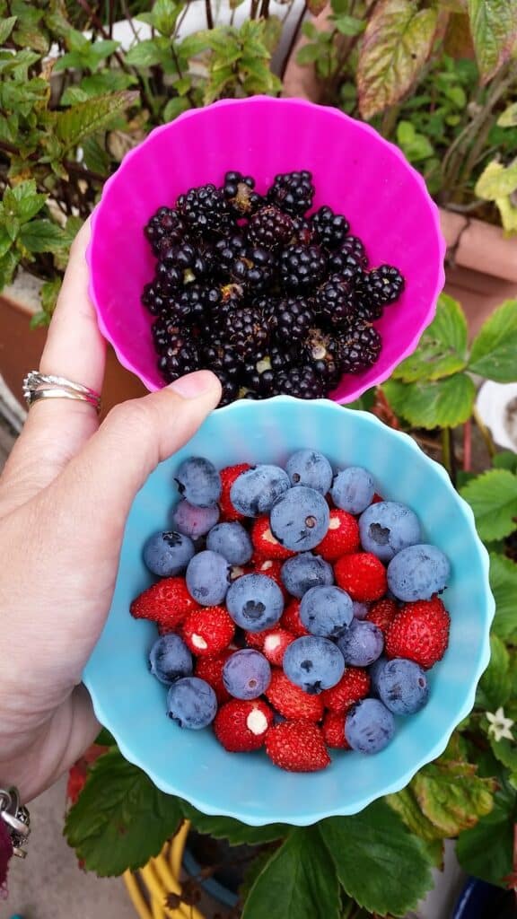 A hand holds two colourful bowls: the top pink bowl contains blackberries, whilst the bottom blue bowl contains a mix of blueberries and small strawberries. Green leaves and plants are visible in the blurred background.