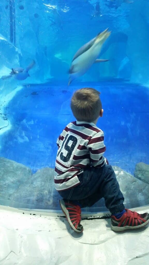 A young boy in a striped shirt and red shoes sits on the floor, facing a large aquarium tank. He watches two swimming penguins through the glass, with blue water and rocks visible in the background.