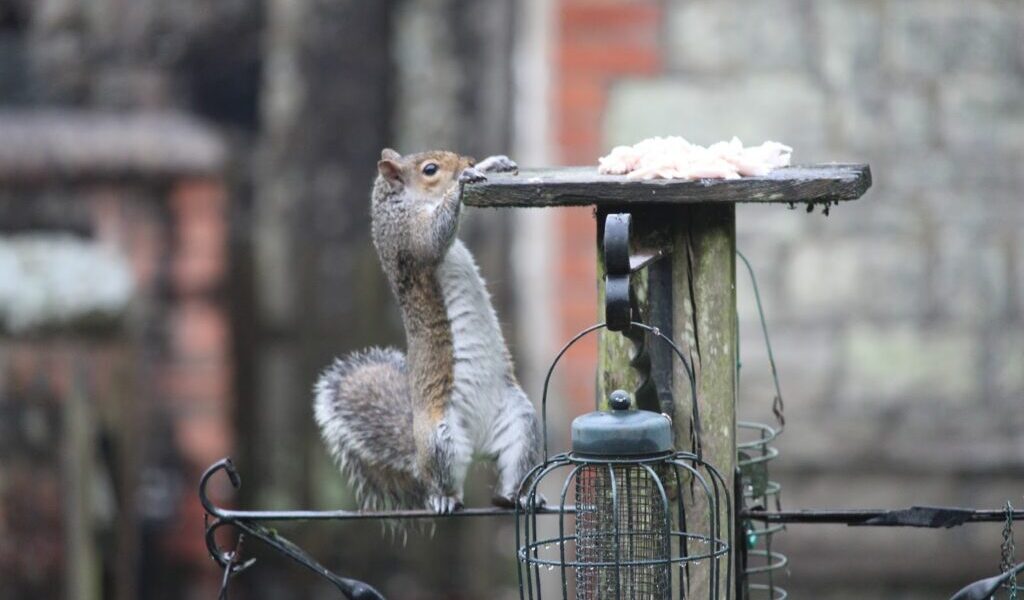 A grey squirrel stands on its hind legs, stretching up to reach food on a wooden platform bird feeder. Bird feeders and a metal pole are in the foreground, with a stone wall and red brick details blurred in the background.