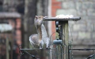 A grey squirrel stands on its hind legs, stretching up to reach food on a wooden platform bird feeder. Bird feeders and a metal pole are in the foreground, with a stone wall and red brick details blurred in the background.
